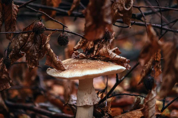 Eine Nahaufnahme Eines Pilzes Mit Getrockneten Herbstblättern — Stockfoto