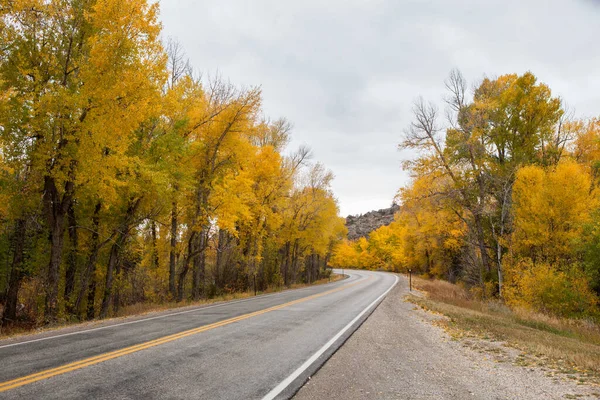 와이오밍주 Medicine Bow National Forest 아름다운 단풍나무들이 늘어서 콘크리트 — 스톡 사진