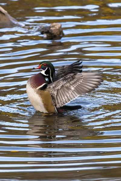 Plan Vertical Canard Bois Mâle Étirant Ses Ailes Dans Eau — Photo