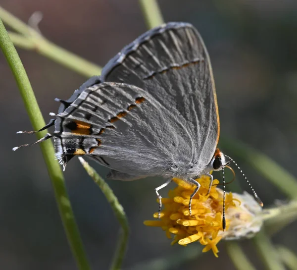 Płytkie Ognisko Motyla Żółtym Bebbia Kwiecie — Zdjęcie stockowe