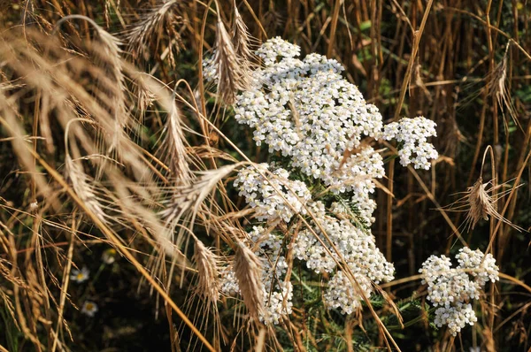 Closeup Beautiful White Yarrow Flowers Dry Grass Field — 图库照片