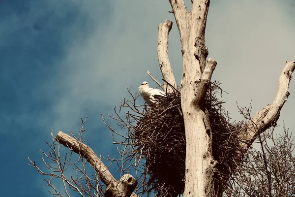 Een Uitzicht Van Een Vogel Zijn Nest Boom — Stockfoto
