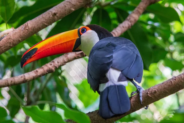 Una Vista Desde Atrás Hermoso Pájaro Tucán Posado Rama Del — Foto de Stock