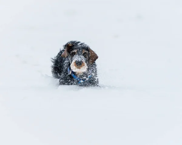 Симпатичная Собака Бегает Снежному Парку — стоковое фото