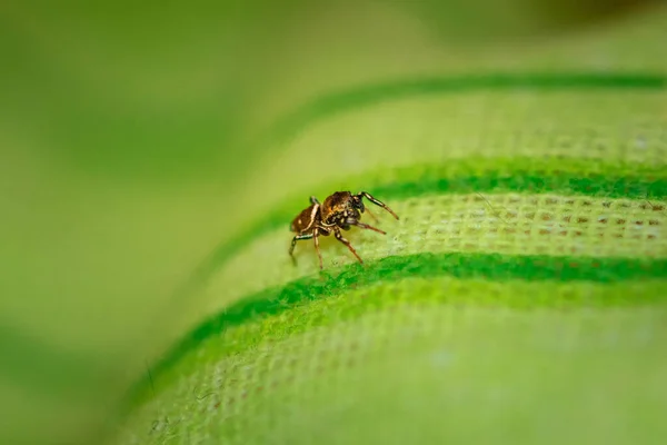 Close Uma Aranha Saltando Sobre Pano Verde — Fotografia de Stock