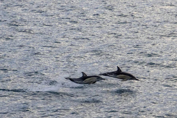 Par Golfinhos Saltando Água — Fotografia de Stock