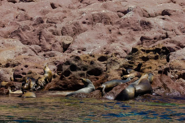 Lachtani Spící Kameni Ostrově Espiritu Santo Paz Mexiku — Stock fotografie