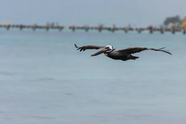 Pelicano Voando Com Asas Abertas Sobre Mar Azul Uma Ponte — Fotografia de Stock