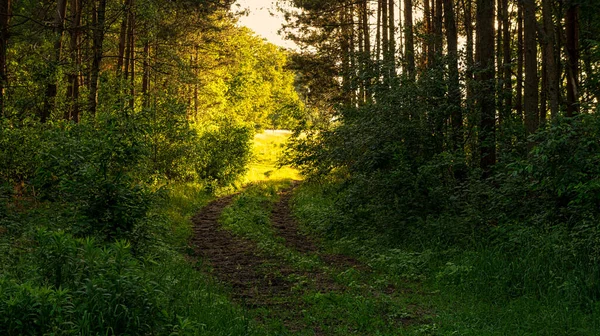 Ormanda Güneşli Bir Tarlaya Giden Bir Yol — Stok fotoğraf
