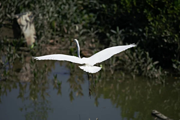 Tiro Tirar Fôlego Uma Garça Branca Voando Sobre Lago Inimigo — Fotografia de Stock