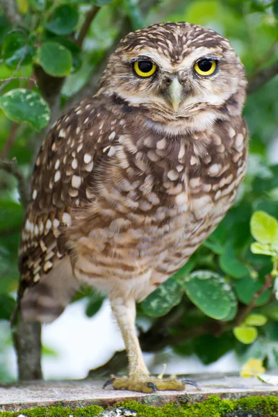 Closeup Shot Owl — Stock Photo, Image