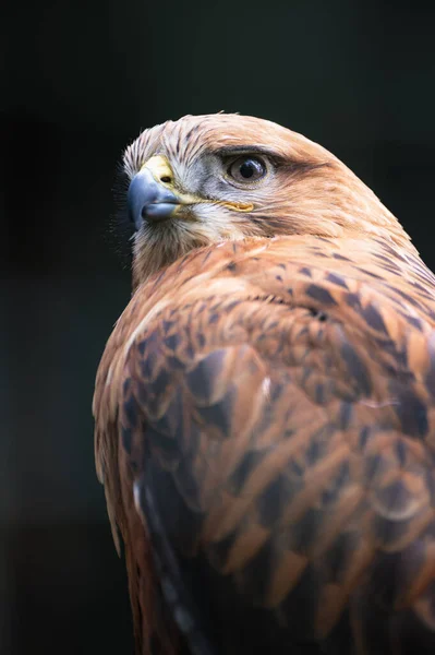Eine Vertikale Aufnahme Eines Braunen Adlers Auf Dunklem Hintergrund — Stockfoto