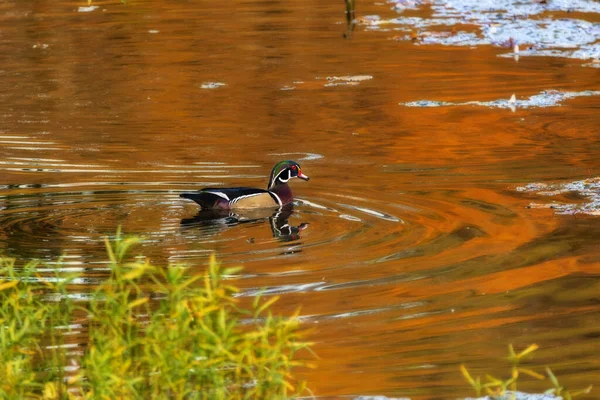 Canard Bois Mâle Nageant Dans Étang Lac — Photo