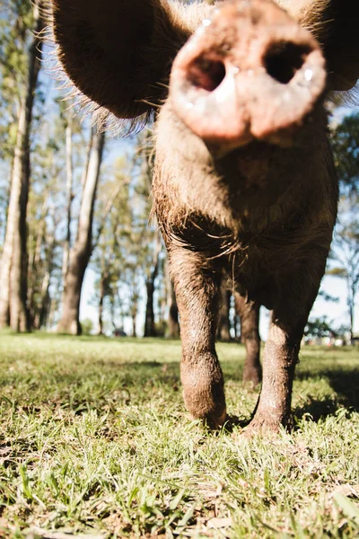Closeup Shot Pig Farm — 图库照片