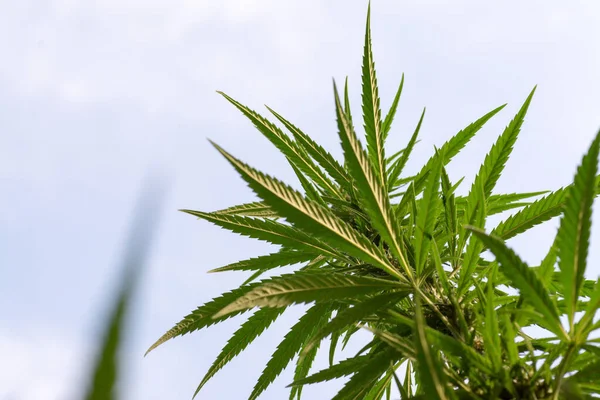Låg Vinkel Skott Grön Cannabisväxt Som Växer Fält — Stockfoto
