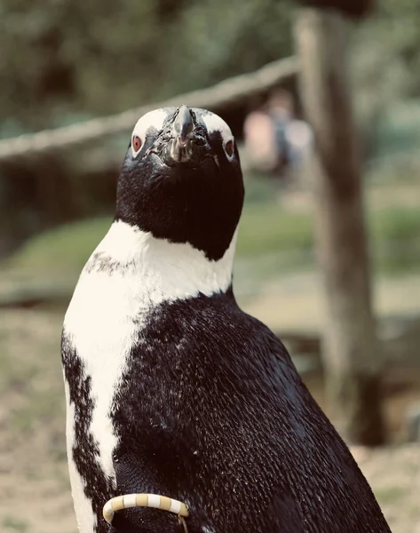 Tiro Vertical Belo Pinguim Africano — Fotografia de Stock