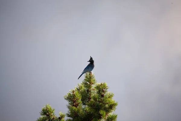 Eine Atemberaubende Aufnahme Eines Vogels Der Auf Der Spitze Eines — Stockfoto
