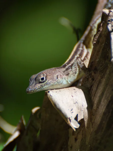 Primer Plano Vertical Caballero Anole Bosque Durante Día —  Fotos de Stock