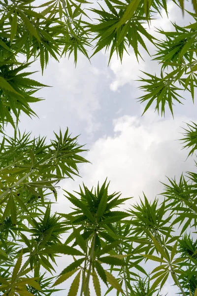 Low Angle Shot Green Cannabis Plants Growing Field — Stock Photo, Image