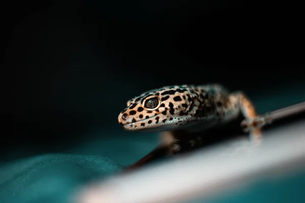 Een Close Shot Van Een Hagedis — Stockfoto