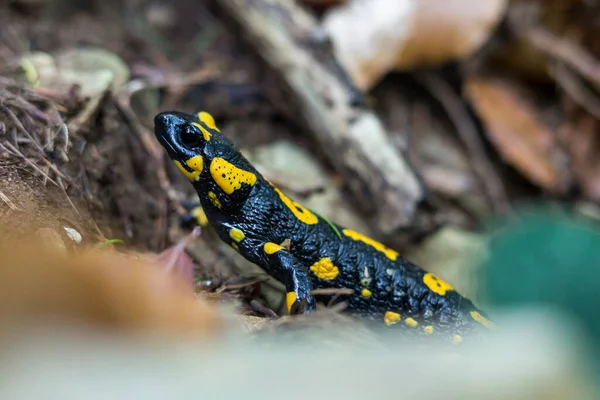 Een Close Shot Van Een Gele Zwarte Patroon Fire Salamander — Stockfoto