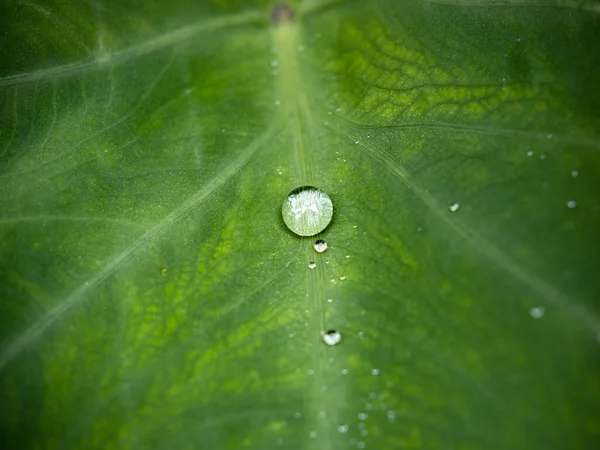 Closeup Water Drop Green Leaf — Stock Photo, Image