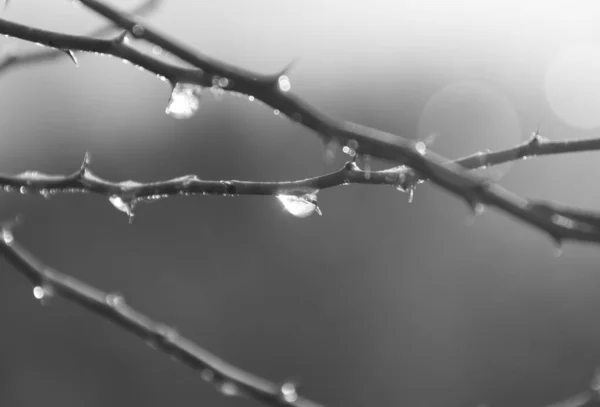 Foco Poco Profundo Gotas Agua Árbol Sobre Fondo Borroso —  Fotos de Stock