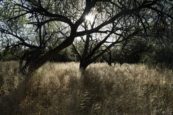 Schöne Aufnahme Eines Trockenen Feldes Mit Bäumen — Stockfoto
