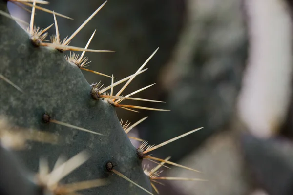 Egy Közelkép Egy Kaktuszról Éles Nagy Tüskékkel — Stock Fotó