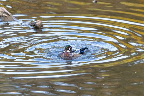 Male Wood Duck Swimming Pond Lake — 图库照片