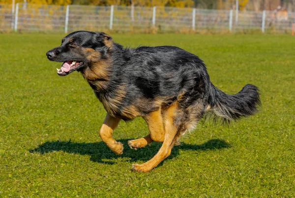 緑の公園で遊んでいるドイツの羊飼いの犬の閉鎖 — ストック写真
