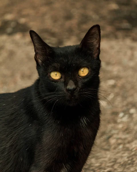 Ένα Κάθετο Πλάνο Μιας Όμορφης Μαύρης Γάτας Κίτρινα Μάτια — Φωτογραφία Αρχείου