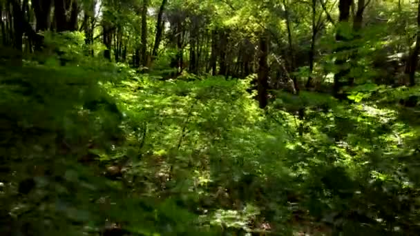 Riprese Panoramiche Della Bellissima Foresta Verde Nella Giornata Sole — Video Stock
