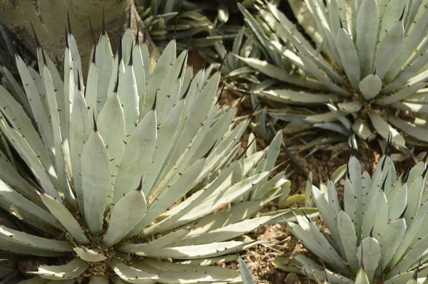 Closeup Black Spined Huachuca Agave — Stock Photo, Image