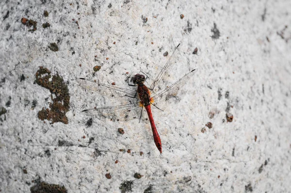 Closeup Ruddy Darter Dragonfly Stone Surface — Stockfoto