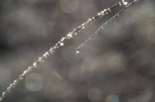 Shallow Focus Water Droplets Tree Blurred Background — Stockfoto