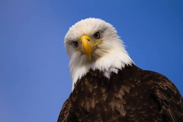 カメラマンを見下ろすはげ鷲のクローズアップ — ストック写真