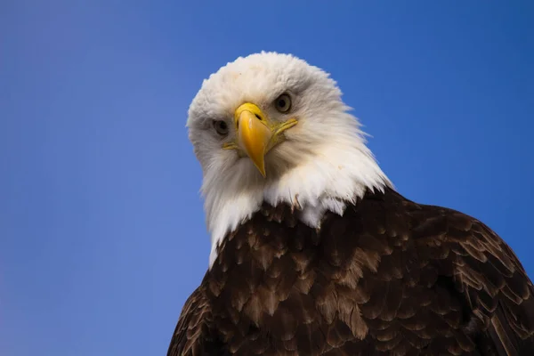 Primo Piano Aquila Calva Che Guarda Cameraman — Foto Stock