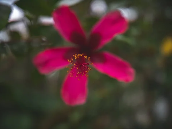 Närbild Rosa Hibiskusblomma Trädgård — Stockfoto