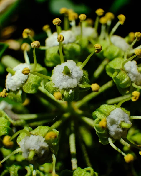 Ein Selektiver Fokus Von Flora Emslandia Gattung Angelica Mit Verschwommenem — Stockfoto