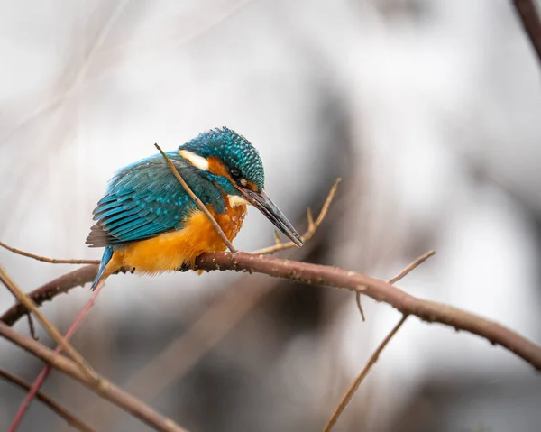 Primer Plano Pájaro Pescador Real Bosque Nevado — Foto de Stock