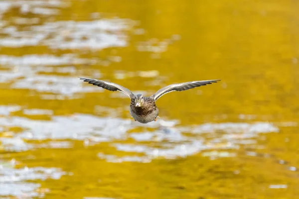 Ánade Real Hembra Volando Hacia Adelante Sobre Estanque Lago — Foto de Stock