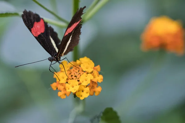 Mise Point Sélective Papillon Sur Des Fleurs Géranium Jaune — Photo