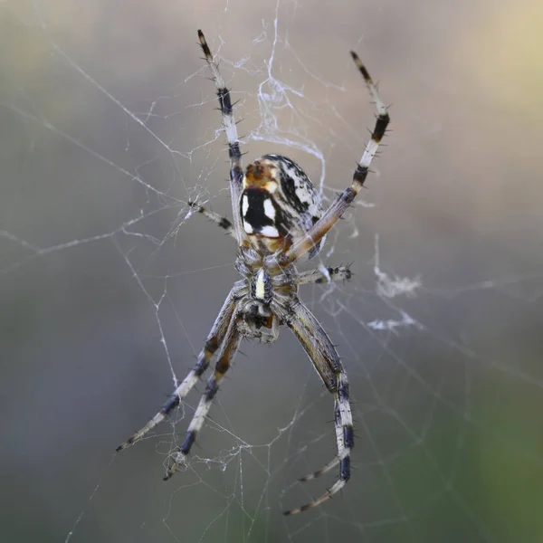 在模糊的背景上拍下了一张西方斑点织锦蜘蛛的巨幅照片 — 图库照片