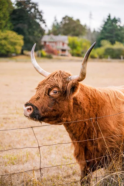 Vertical Shot Brown Bull Farm — Stock Photo, Image