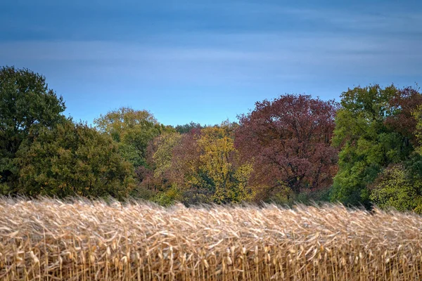 Malebný Pohled Pšeničné Pole Lesem Pozadí — Stock fotografie