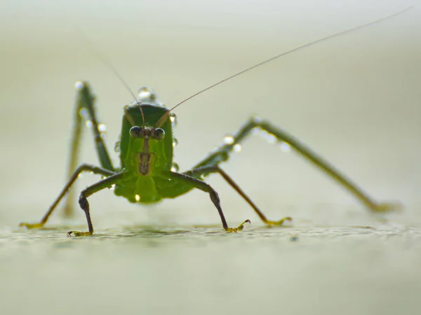 Büyük Yeşil Çalı Çekirgesinin Makro Görüntüsü — Stok fotoğraf