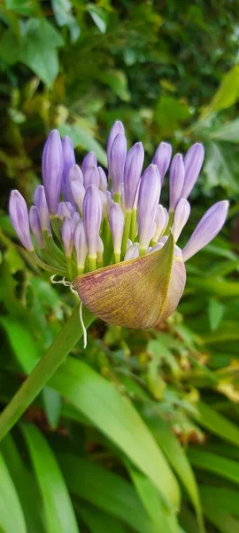 Eine Nahaufnahme Lila Blumen — Stockfoto