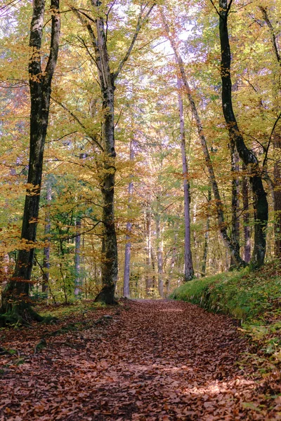 Vertical Shot Path Covered Autumn Leaves Forest Tall Trees — Stockfoto