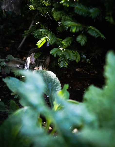 Colpo Verticale Gatto Attraverso Foglie — Foto Stock